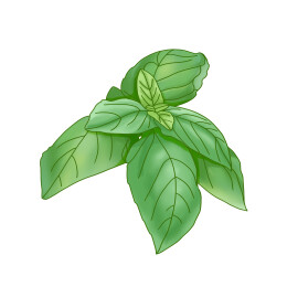 罗勒插画