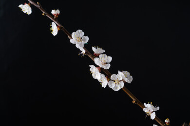 黑色背景下盛开的杏花