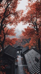 红叶掩映下的东方意境