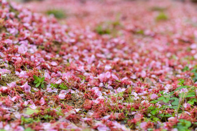 雨后地面散落的粉色樱花花瓣