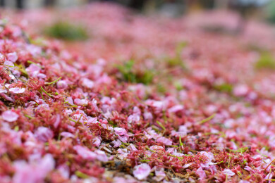 雨后地面散落的粉色樱花花瓣