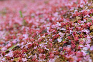 雨后地面散落的粉色樱花花瓣