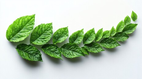 排列成弧形的鲜绿叶片