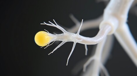 白色触须状生物怀抱黄色球体