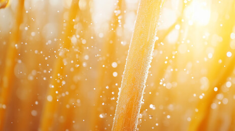 黄色新鲜的甘蔗茎