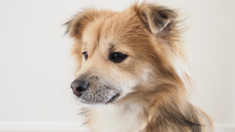 黄色中华田园犬侧脸特写