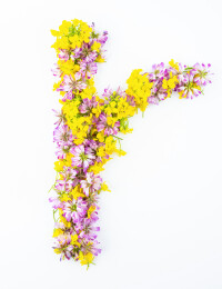白背景上鲜花拼成的字母r