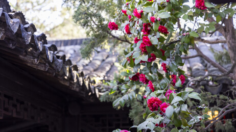 中式画框美学 山茶花开成瀑布