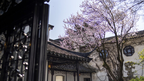 江南园林庭院里鲜花盛开