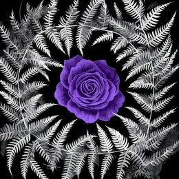 紫色玫瑰与银蕨的静谧