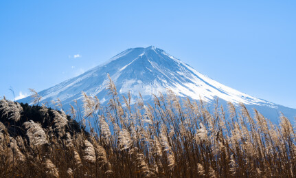 芦苇中的富士山