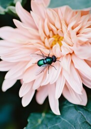 绿蝇停歇粉红菊花花瓣上
