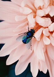粉花上的蓝绿蝇 静谧花间
