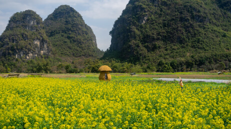 春天大山里的油菜花