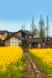 中国四川成都大邑县油菜花田里的村庄民居
