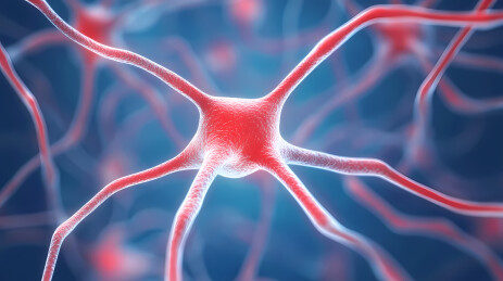 神经元细胞微观视图