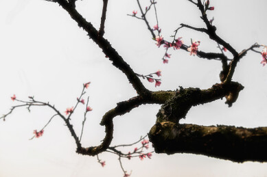 中国湖北宜昌鲁山桃园苍劲桃枝上新花弄浅红