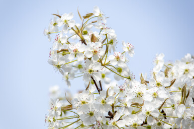 春天雪白色梨花枝头绽放花团锦簇