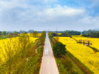 中国四川成都大邑县油菜花田里的公路航拍图