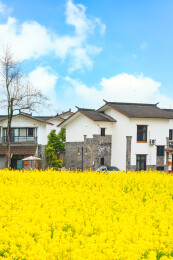 中国四川成都大邑县油菜花田里的村庄民居