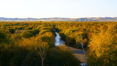 内蒙古呼伦贝尔额尔古纳黑山头列夫湿地森林