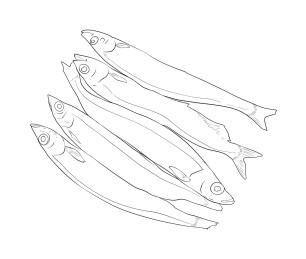 多春鱼插画