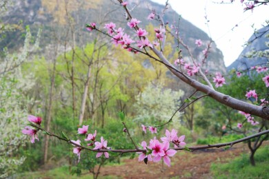 山里桃花开了