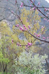 山里桃花开了