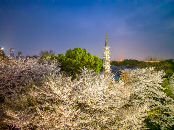 杭州白塔公园樱花
