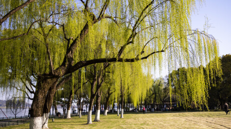 杭州西湖柳浪闻莺柳树柳条江南意境