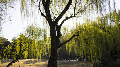 杭州西湖柳浪闻莺柳树柳条江南意境