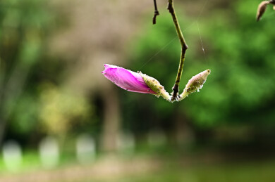 粤港澳大湾区花园大赛多场景花展实拍展示