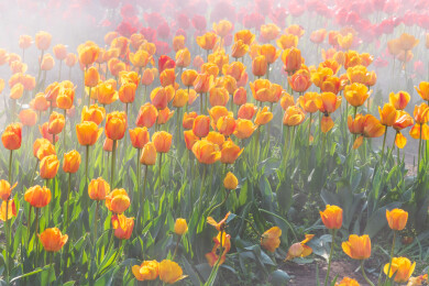 南京中山植物园南园