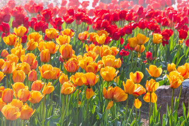 南京中山植物园南园