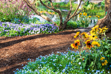 南京中山植物园南园