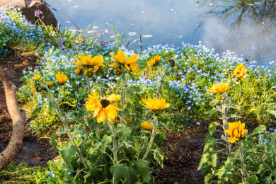 南京中山植物园南园