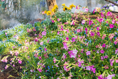 南京中山植物园南园