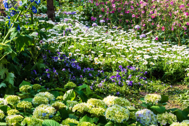 南京中山植物园南园