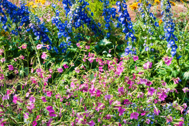 南京中山植物园南园