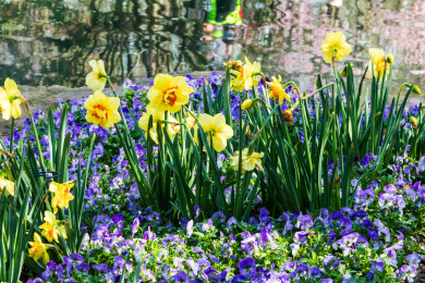 南京中山植物园南园
