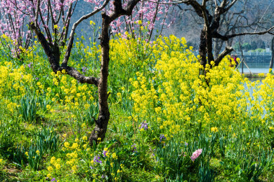 南京中山植物园南园