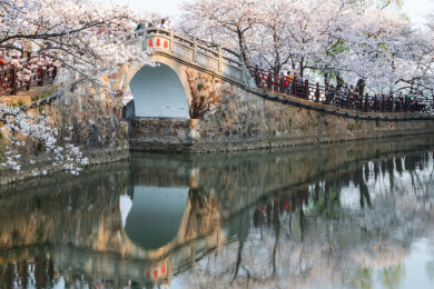 无锡鼋头渚长春桥樱花
