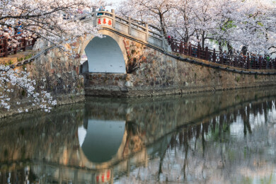 无锡鼋头渚长春桥樱花