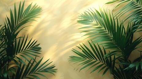 棕榈叶光影背景