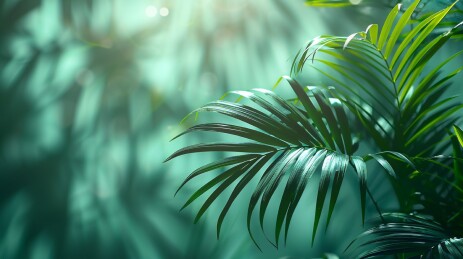 手影 palm leaf shadow