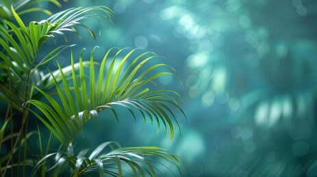 手影 palm leaf shadow