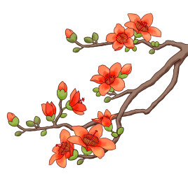 木棉花红棉