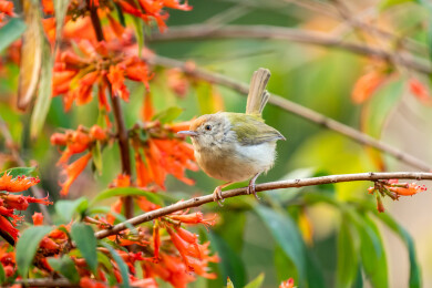 普通缝叶莺鸟穿梭于虾米花树从中觅食