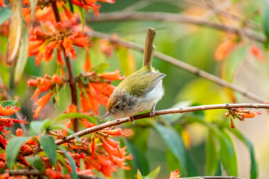 普通缝叶莺鸟穿梭于虾米花树从中觅食