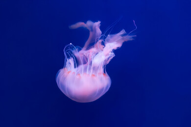 水族馆水母